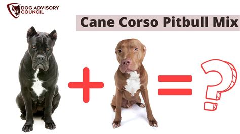 Cane Corso Pitbull Mix