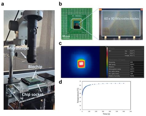 Monitoring Escherichia coli in Water through Real-Time Loop-Mediated ...