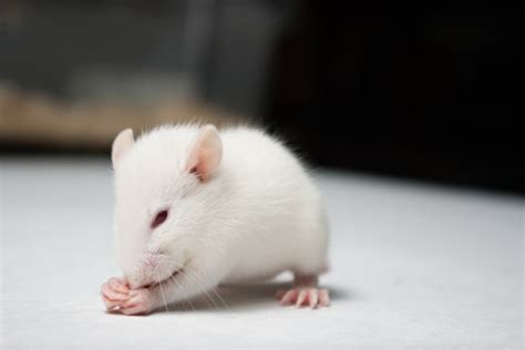 怎么灭老鼠 家里有老鼠怎么防治，消灭老鼠有哪些好办法？ | 说明书网