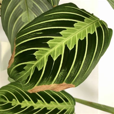 7 Most Common House Plants Problems and Solutions