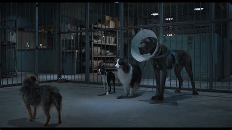 Strays 2023 Internet Archive