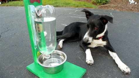 Make Dog Water Dispenser