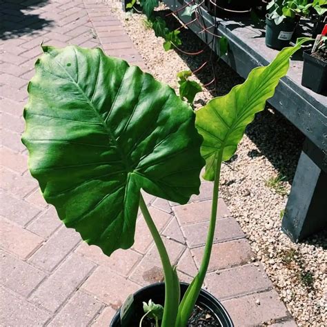Plant FAQs: Anthurium Clavigerum