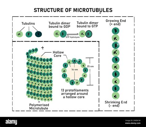 Structure and functions of microtubule, illustration. Microtubules ...