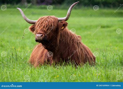 Typical Scottish Hairy Cows in the Park Glamis Castle, Scotland Stock ...