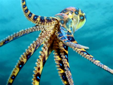 Blue-Ringed Octopus Venom 的图像结果