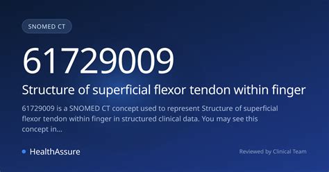 SNOMED CT 61729009 | Structure of superficial flexor tendon within ...