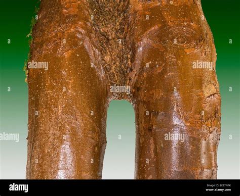 Human genitalia hi-res stock photography and images - Alamy