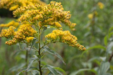 How to Grow and Care for Goldenrod