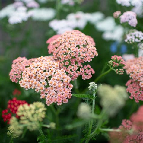 Yarrow Colors Yarrow 'New Vintage White' — Green Acres Nursery