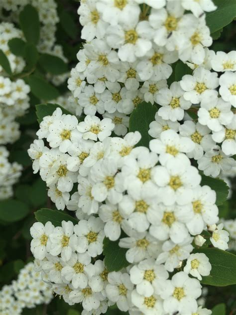 Bridal Wreath Spirea Images at Bella Yelverton blog