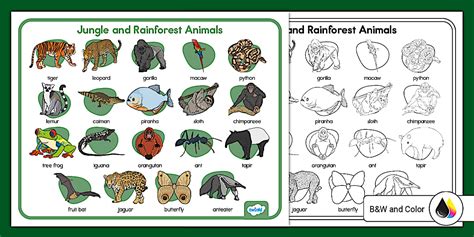 Jungle and Rainforest Animals Habitat Word Mat
