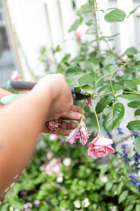 When To Deadhead Climbing Roses at Ebony Butters blog