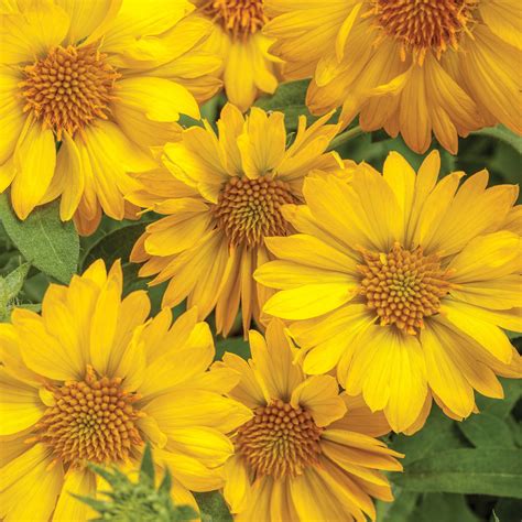 34 Types of Yellow Flowers for a Beautiful Garden | Proven Winners