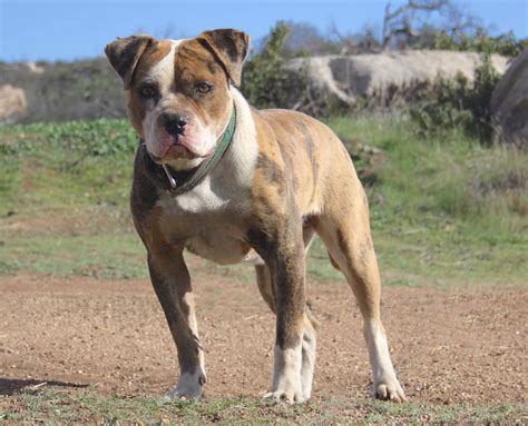 Alapaha Blue Blood Bulldog Information Facts And Pictures