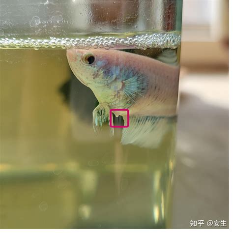 斗鱼怎么退回礼物最新素材