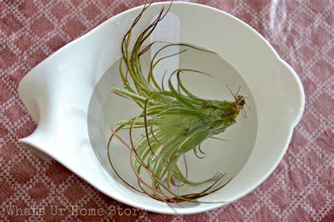 How to Care for Air Plants | Whats Ur Home Story