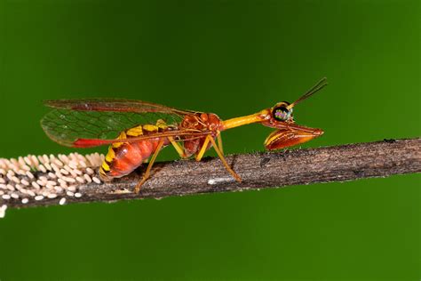 Praying Mantis Fly at Krystal Russell blog