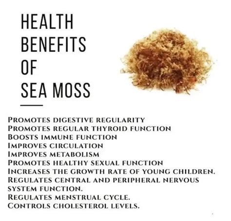Chondrus Dr Sebi Sea Moss High Mineral Content Real Wildcrafted Sea Mo ...