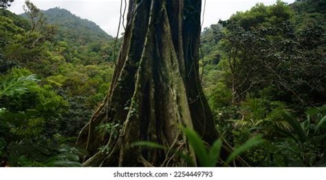 Rainforest Tree Types 的图像结果