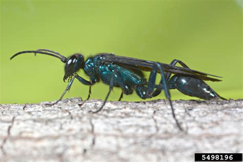Blue Mud Dauber