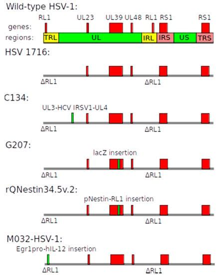 Viral Vectors as Gene Therapy Agents for Treatment of Glioblastoma