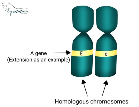 Image result for Inheritance Allele