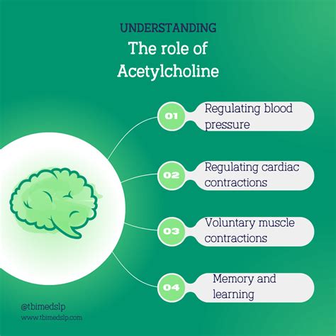 Navigate Your Brain's Chemistry: A Look at 6 Key Neurotransmitters. — TBI MedSLP