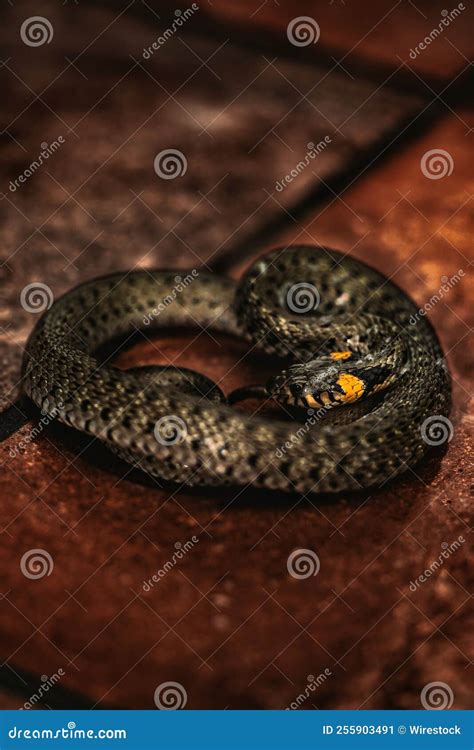 Natrix Natrix Natrix