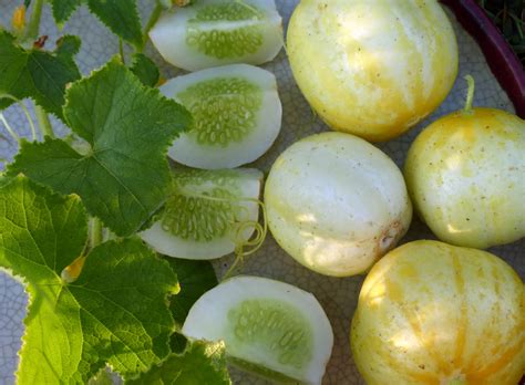35 Best Cucumber Varieties You Can Grow At Home - Gardenoid