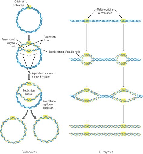 Dna Polymerase