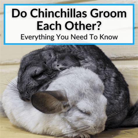 How Long Do Chinchillas Live As Pets? (This Will Shock You!)