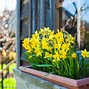 Image result for Easter Window Box Ideas