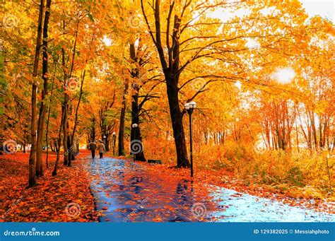 See related image detail. Autumn Landscape. Autumn Trees and Autumn Leaves on the Wet Asphalt ...