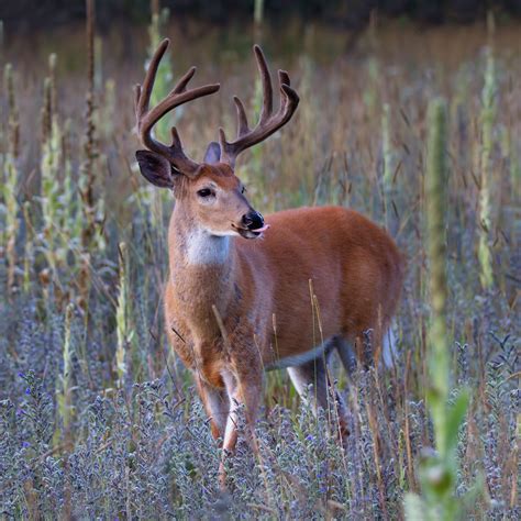 Black White Tailed Deer
