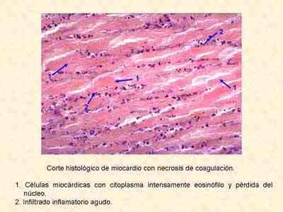 Image result for Example of Unofficial Transcript