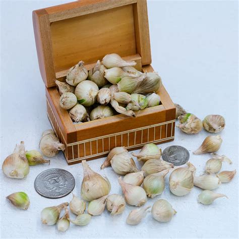 White Egyptian Walking Onion Bulbs (10 pcs) | Rareseeds