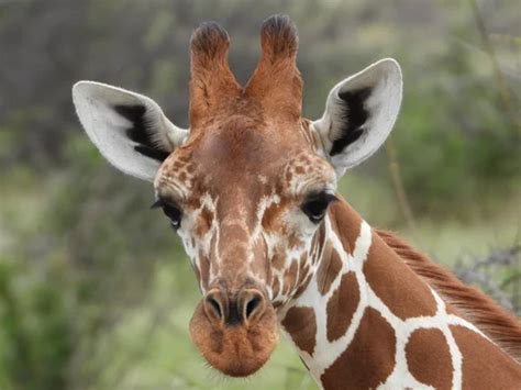 JavaScript Tutorial Giraffe 的图像结果