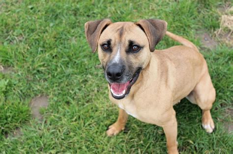 Adoptable Animals on Website | Beverly Animal Shelter