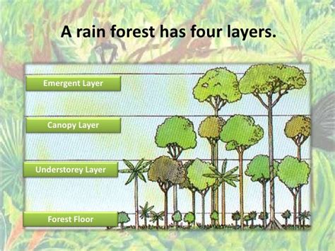 Rainforest Environment 的图像结果