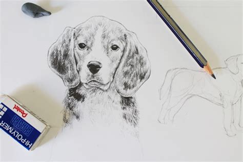 How To Draw Real Life Animals - Gradecontext26