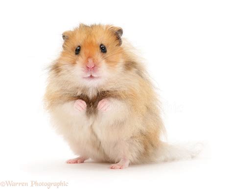 Long-haired Syrian Hamster photo WP17231