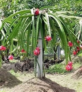 PLaNeTree Dragon Tree Price in India - Buy PLaNeTree Dragon Tree online ...