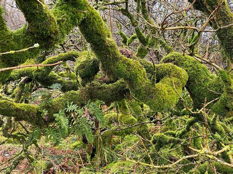 Lost Rainforests of Yorkshire, Ribblehead Quarry, Carnforth, 25 March ...