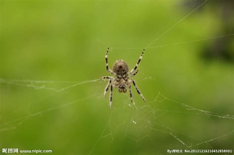 蜘蛛网上的大蜘蛛图片-正在结网的蜘蛛素材-高清图片-摄影照片-寻图免费打包下载