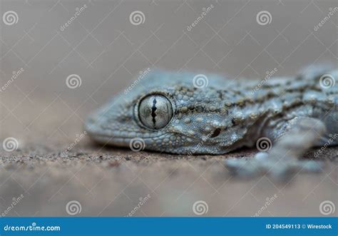 Closeup Of A Common Wall Gecko Crawling On A Limestone Wall In Malta ...