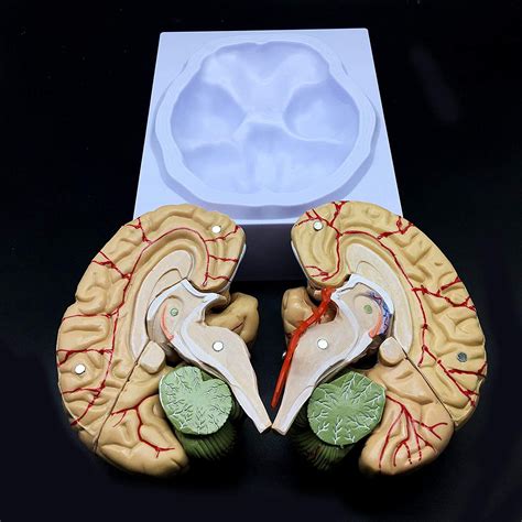 Buy Human Brain Model, Anatomically Accurate Brain Model Life Size ...