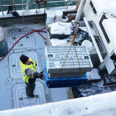 Maine Lobster Season: When to Enjoy the Freshest Lobster