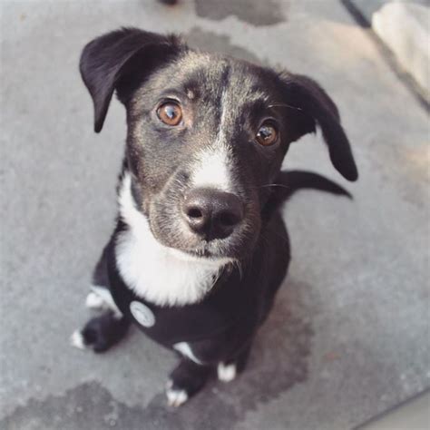 18 Labrador Retrievers Mixed With Dachshund - The Paws