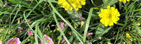 Download wallpaper flowers, list, plants, section nature in resolution ...
